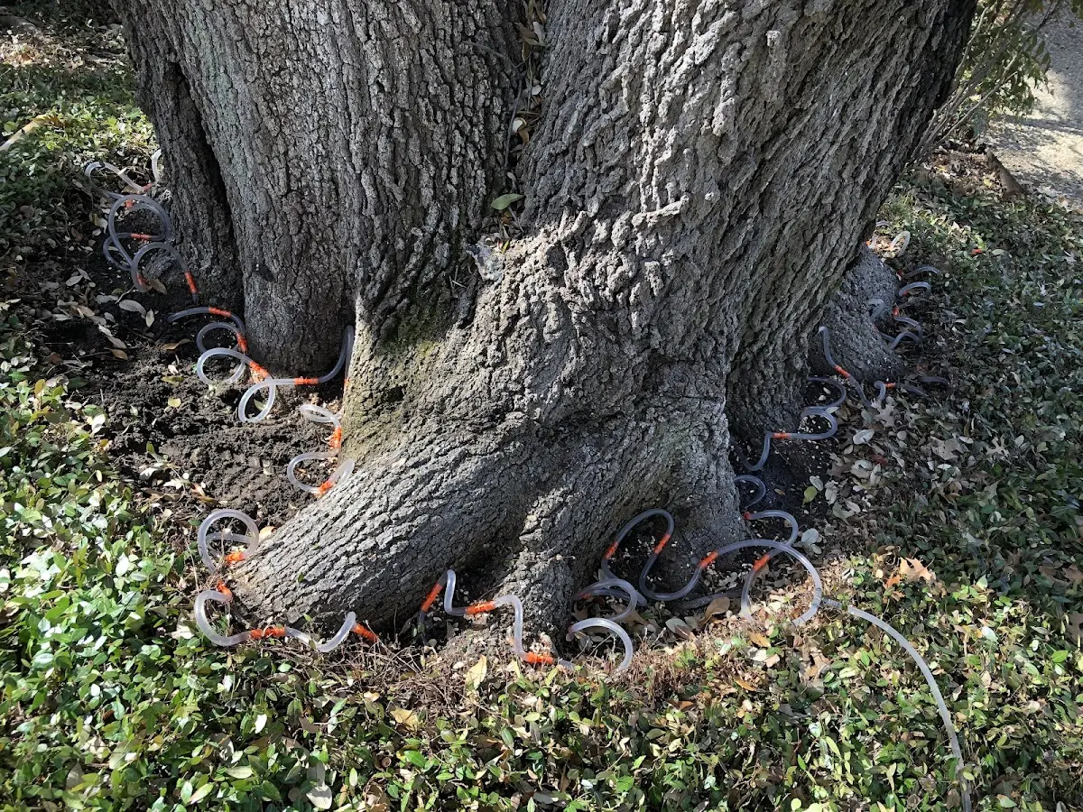 Detailed Tree Cabling and Bracing job site in Gilmer