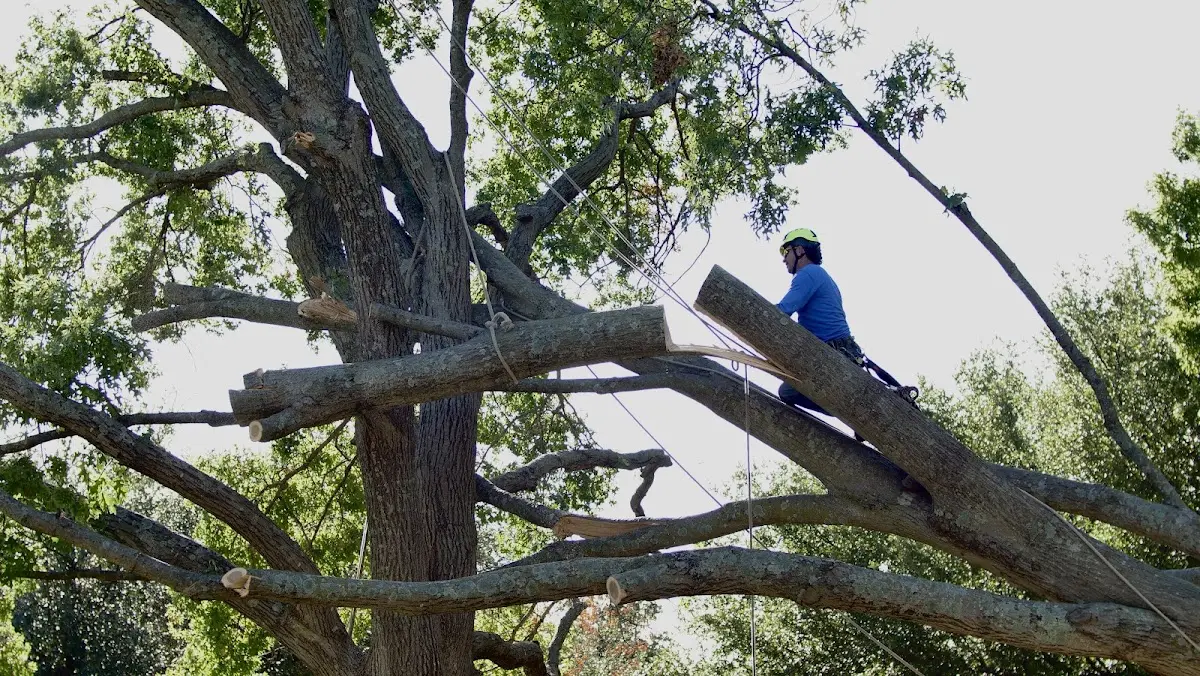 Professional Crown Thinning performed by certified arborists in Gilmer